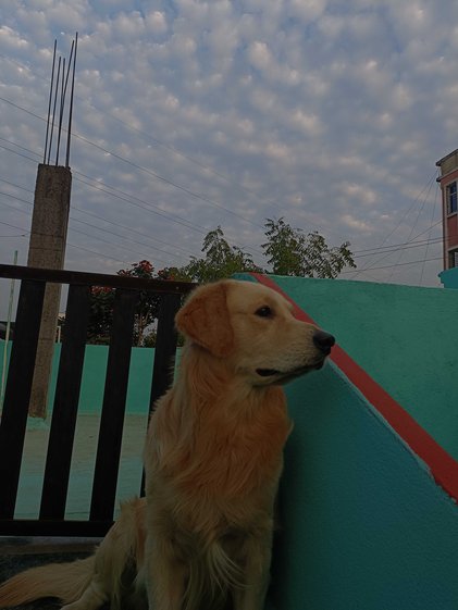 Golden Retriever Dogs For Mating In Hyderabad