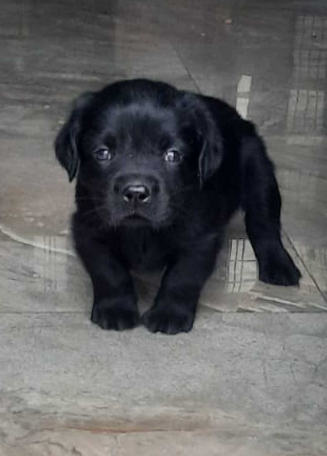 Labrador Retriever For Sale In Delhi