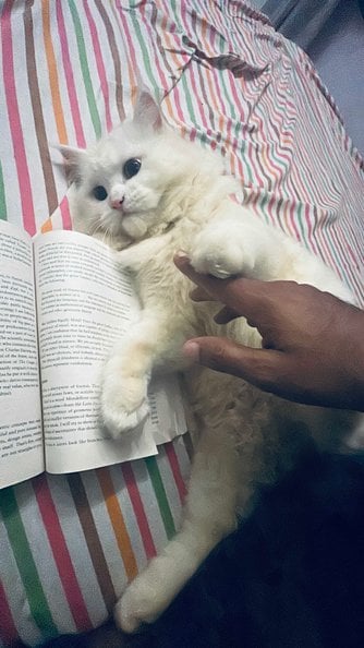 Persian Dogs For Mating In Kolkata