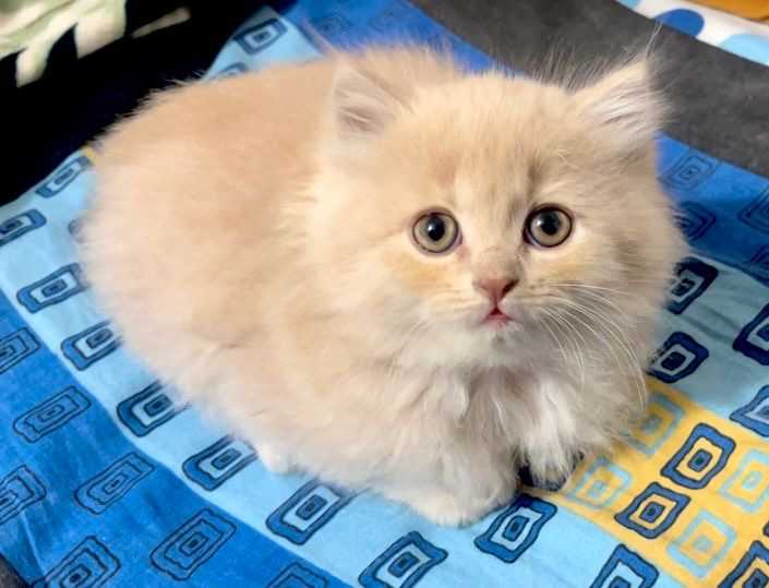 Persian For Adoption In Dehradun