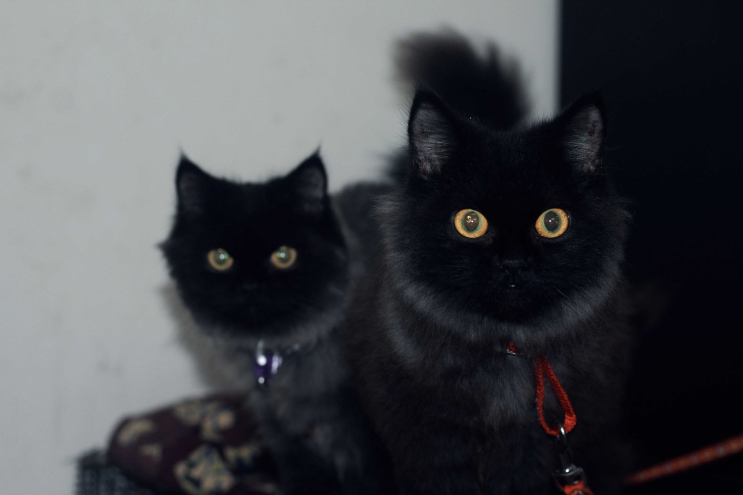 Persian For Adoption In Thrissur