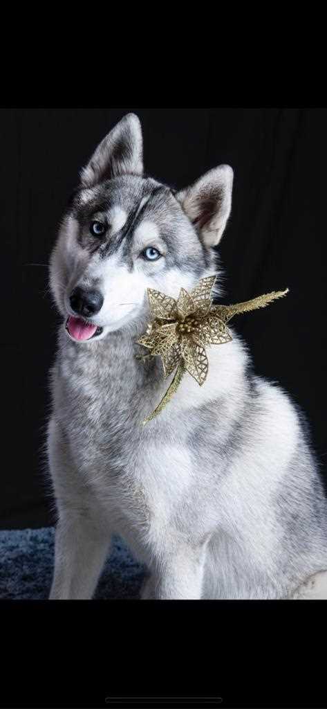 Siberian Husky For Adoption In Chandigarh