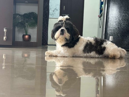 Shih Tzu Dogs For Mating In Bangalore