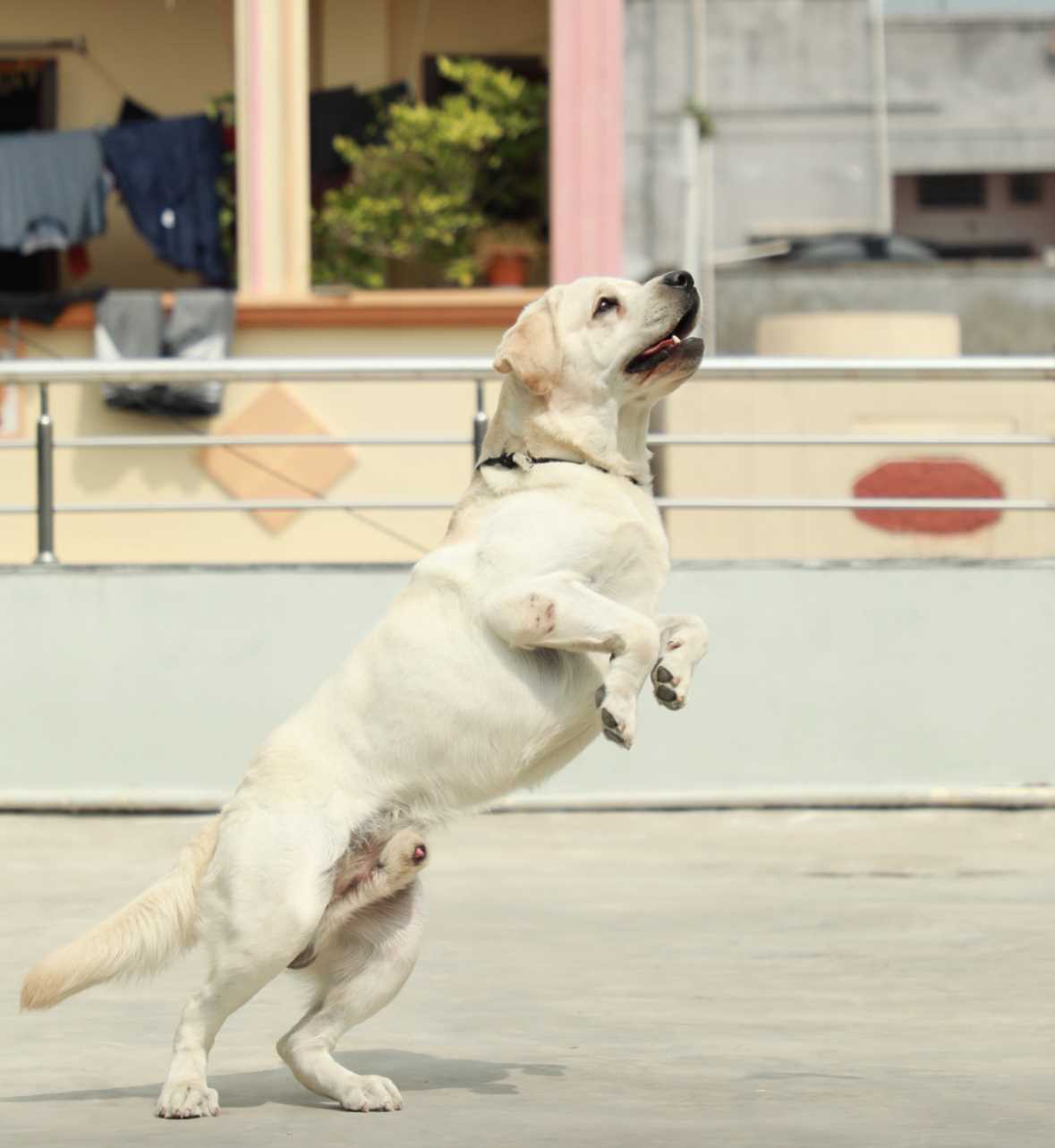 Labrador Retriever Dogs For Mating In Hyderabad