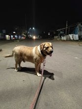 Labrador Retriever Dogs For Mating In Bhubaneswar
