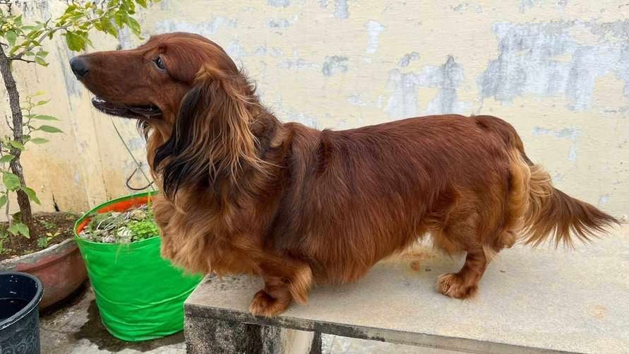 Dachshund Dogs For Mating In Hyderabad