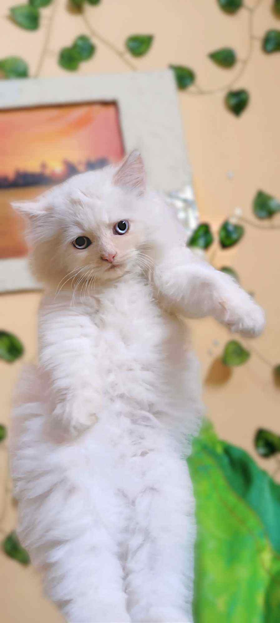 Persian For Sale In Lucknow