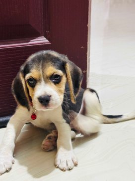 Beagle For Sale In Calicut