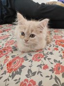 Persian For Sale In Panvel