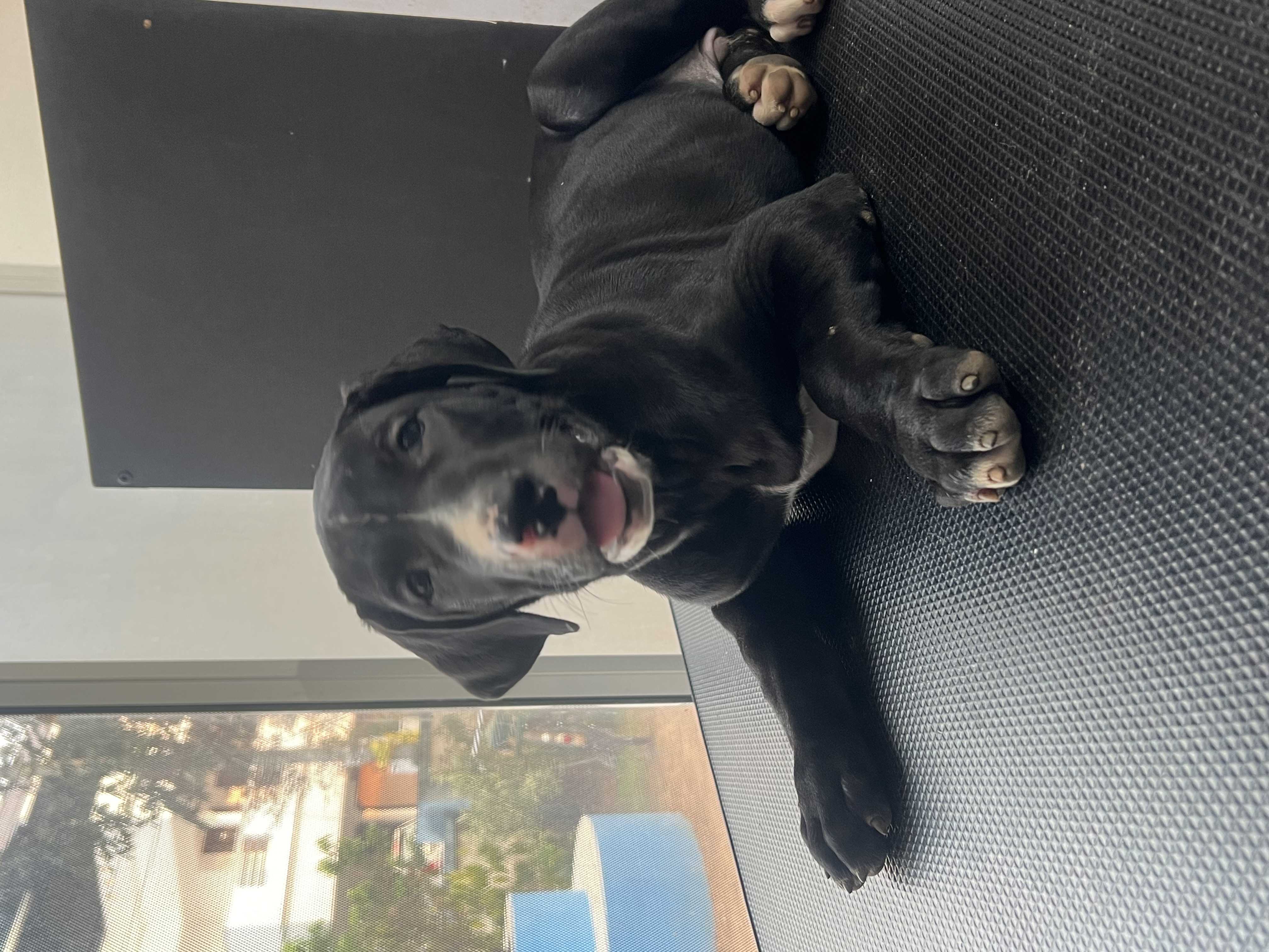 Bully Kutta For Sale In Ernakulam