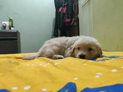 Golden Retriever For Sale In Gurgaon
