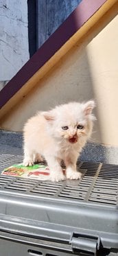 Persian For Sale In Bhopal