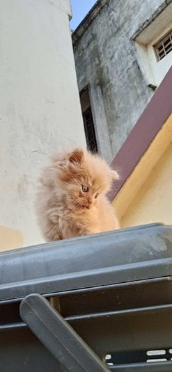 Persian For Sale In Bhopal