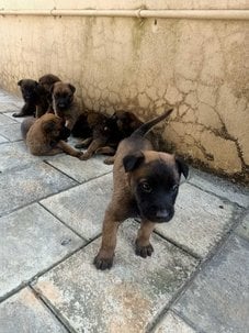 Belgian Malinois For Sale In Kozhikode