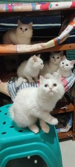 Persian For Sale In Jaipur