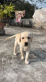 Labrador Retriever For Sale In Kolkata