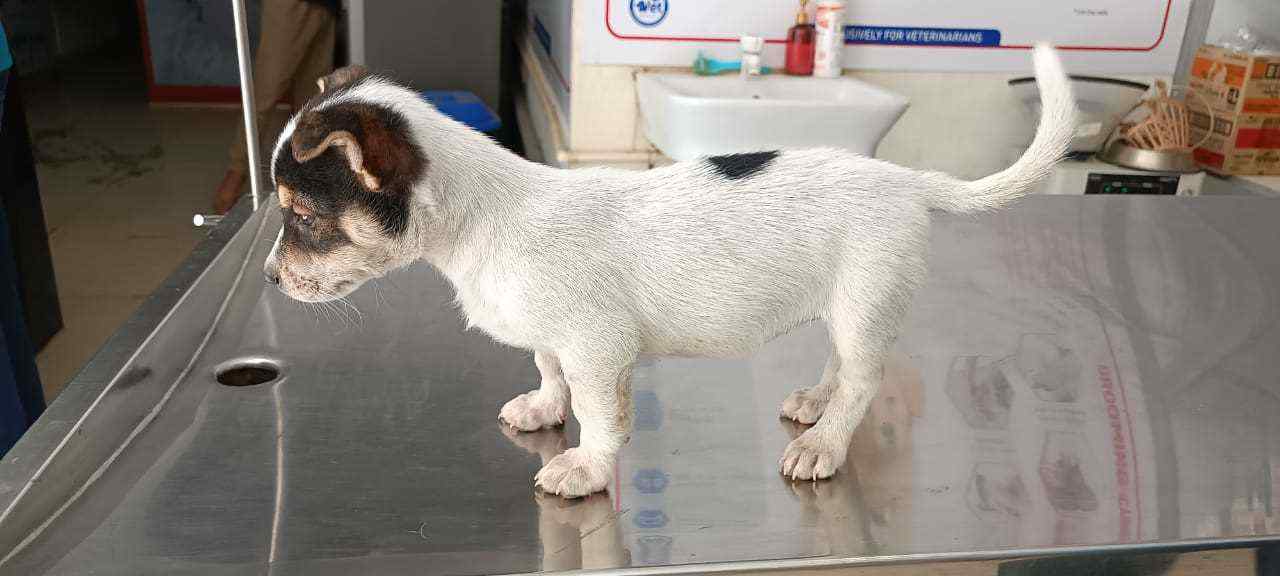 Jack Russell Terrier For Sale In Bangalore