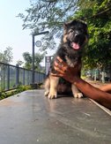 German Shepherd For Sale In Nasik