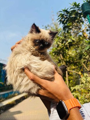 Himalayan For Sale In Thane
