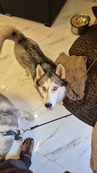 Siberian Husky For Sale In Kanpur