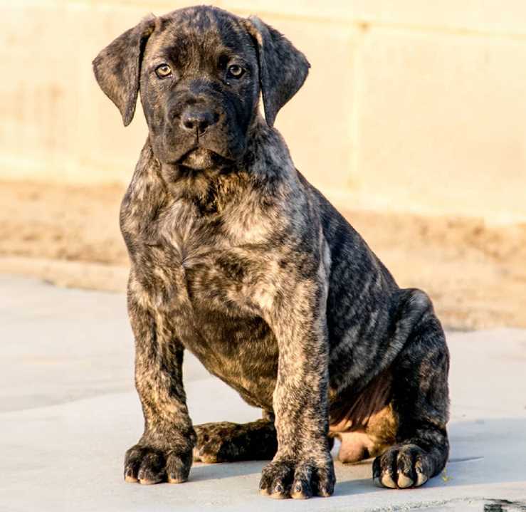Presa Canario For Sale In Mumbai
