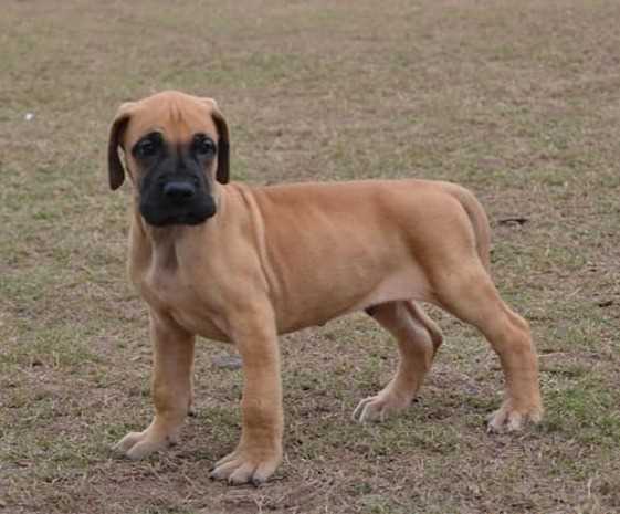 Great Dane For Sale In Jaipur