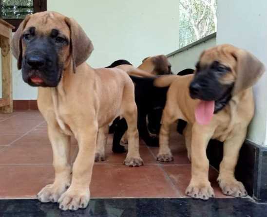 Great Dane For Sale In Jaipur