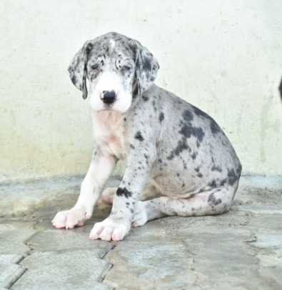 Great Dane For Sale In Jaipur