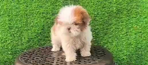 Shih Tzu For Sale In Aurangabad MH