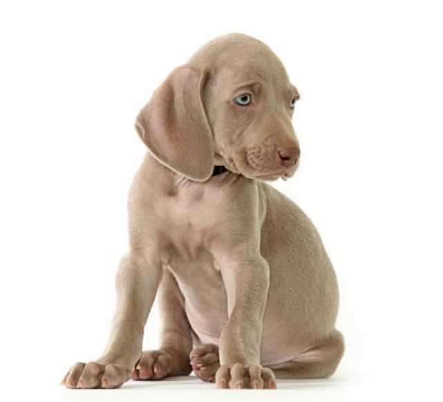 Weimaraner For Sale In Jaipur