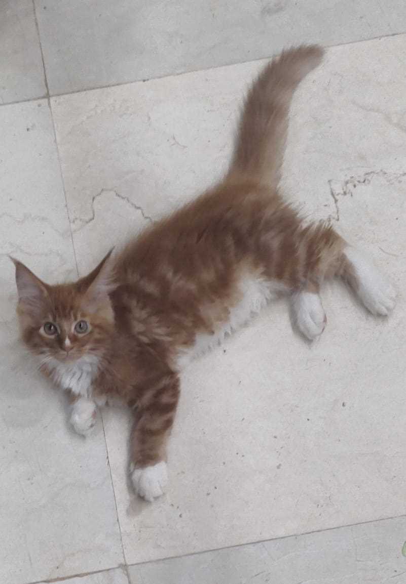 Maine Coon For Sale In Jodhpur