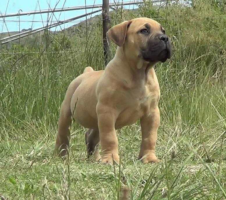 Boerboel For Sale In Bangalore
