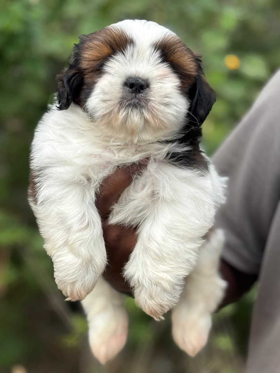 Shih Tzu For Sale In Kanyakumari