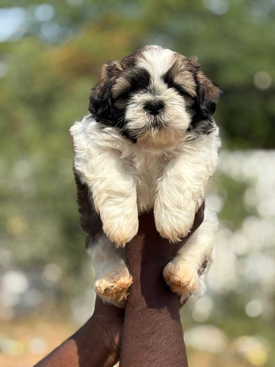 Shih Tzu For Sale In Jodhpur