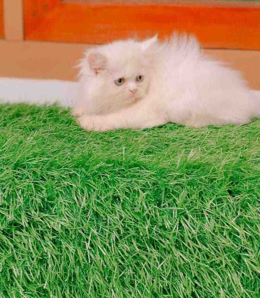 Persian For Sale In Jodhpur