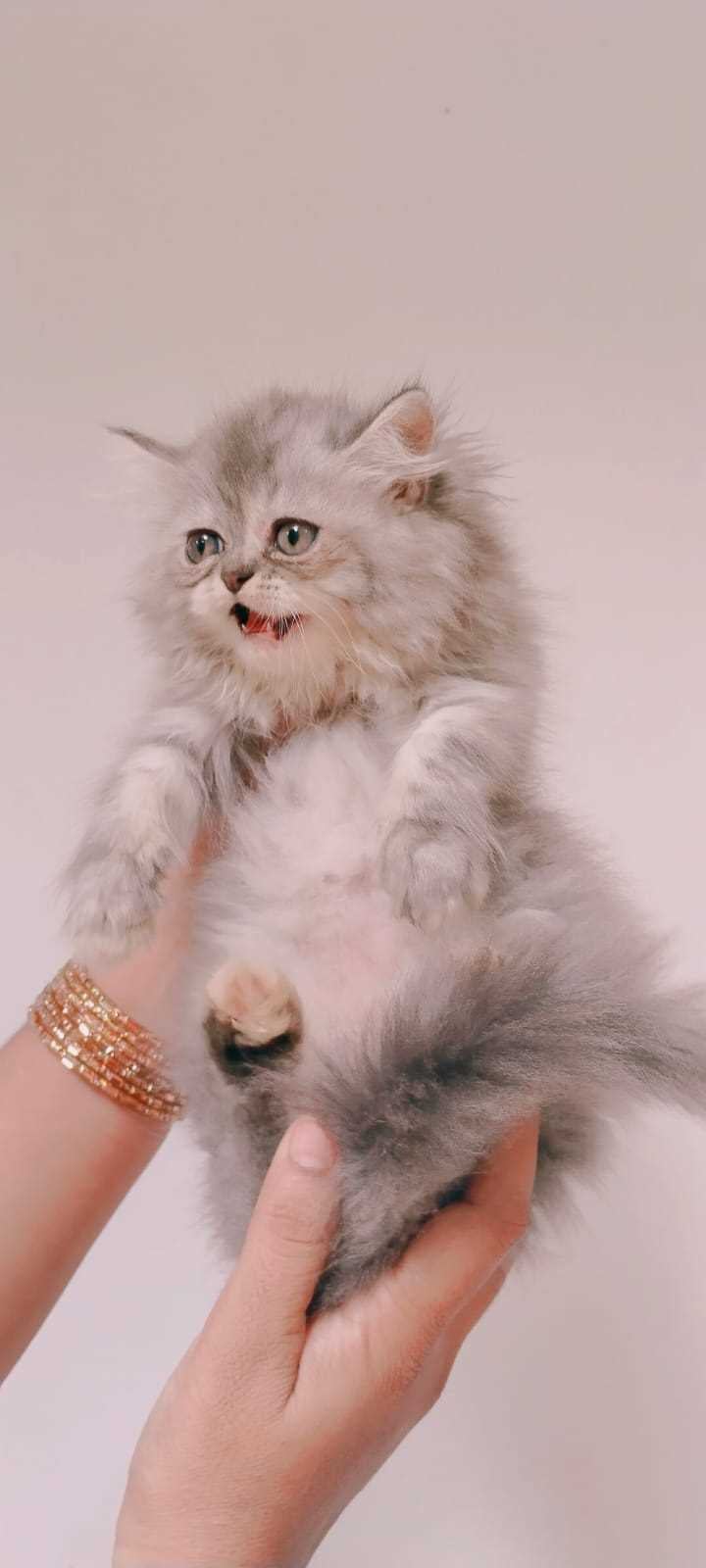 Persian For Sale In Jodhpur