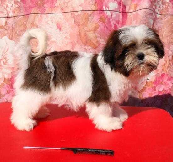 Shih Tzu For Sale In Jodhpur