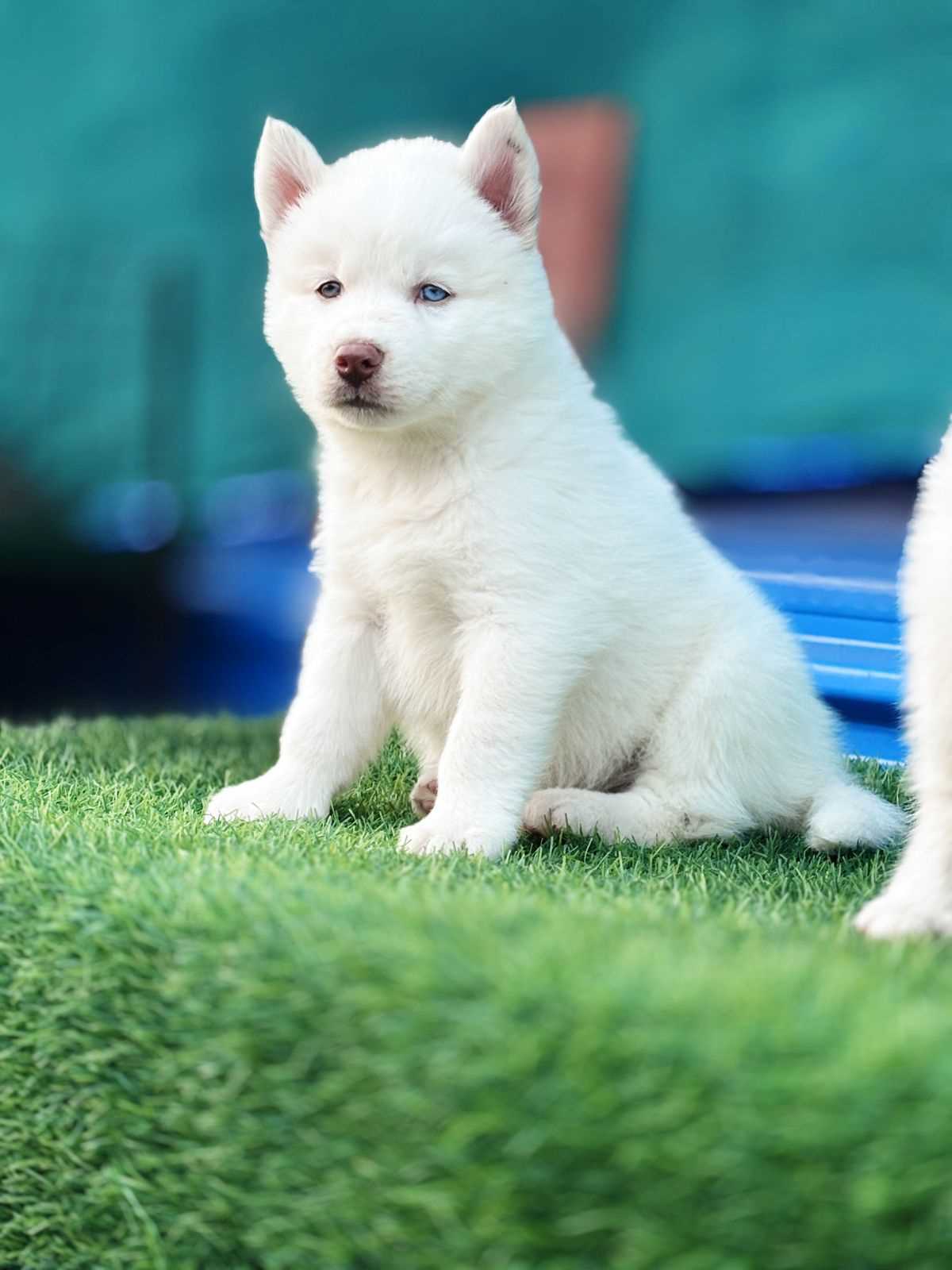 Siberian Husky For Sale In Jodhpur