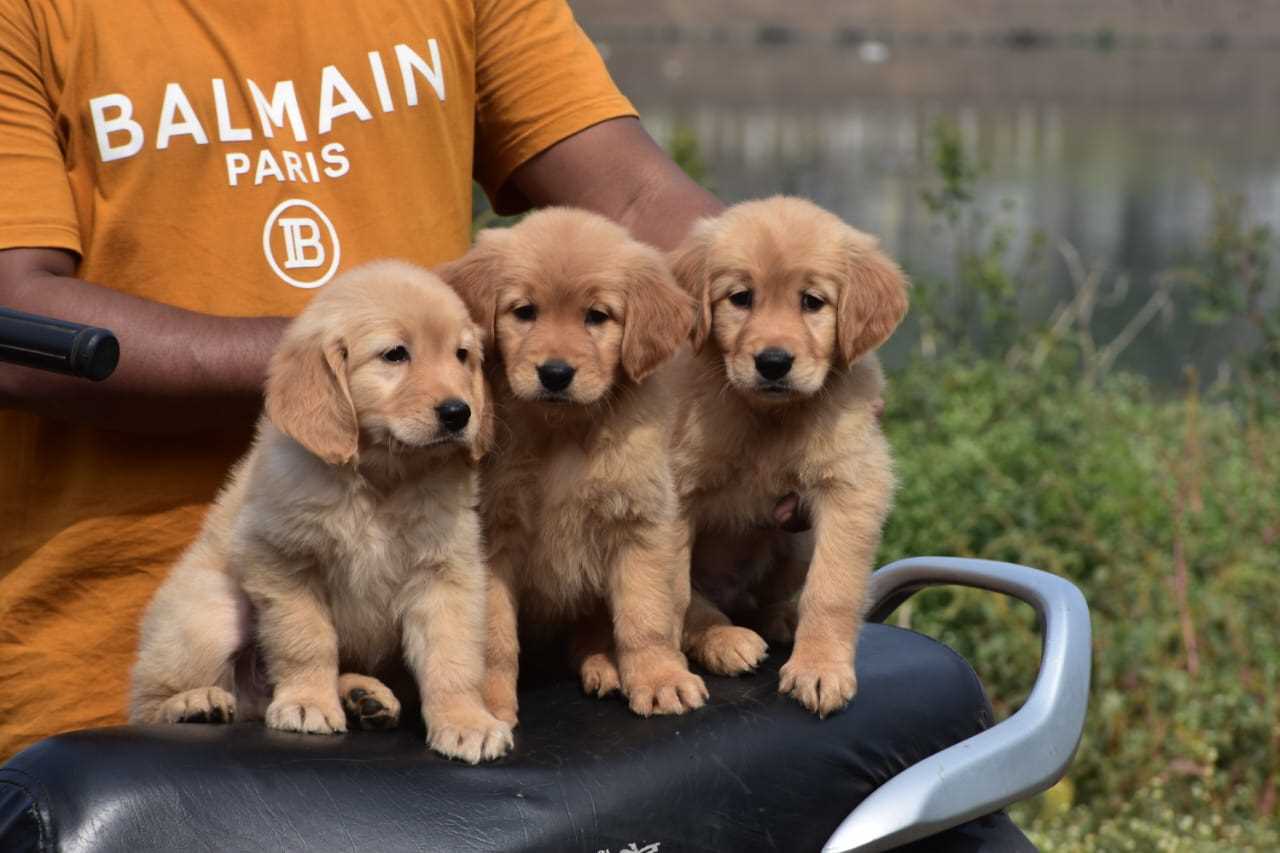 Golden Retriever For Sale In Jodhpur