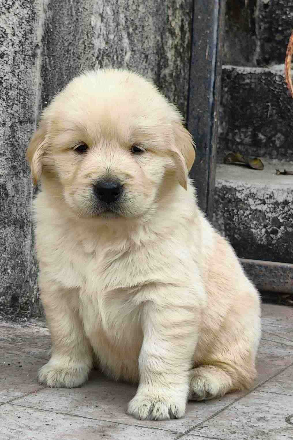 Golden Retriever For Sale In Jodhpur