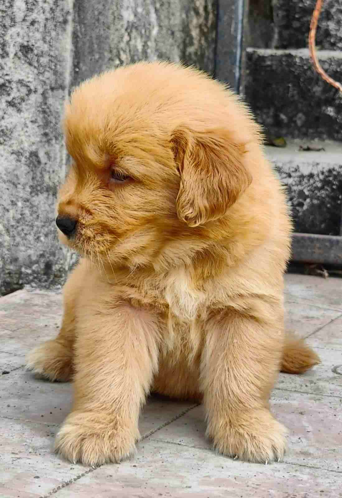 Golden Retriever For Sale In Jodhpur