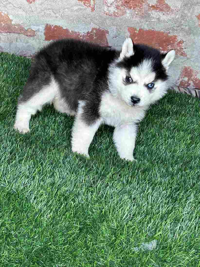 Siberian Husky For Sale In Jodhpur