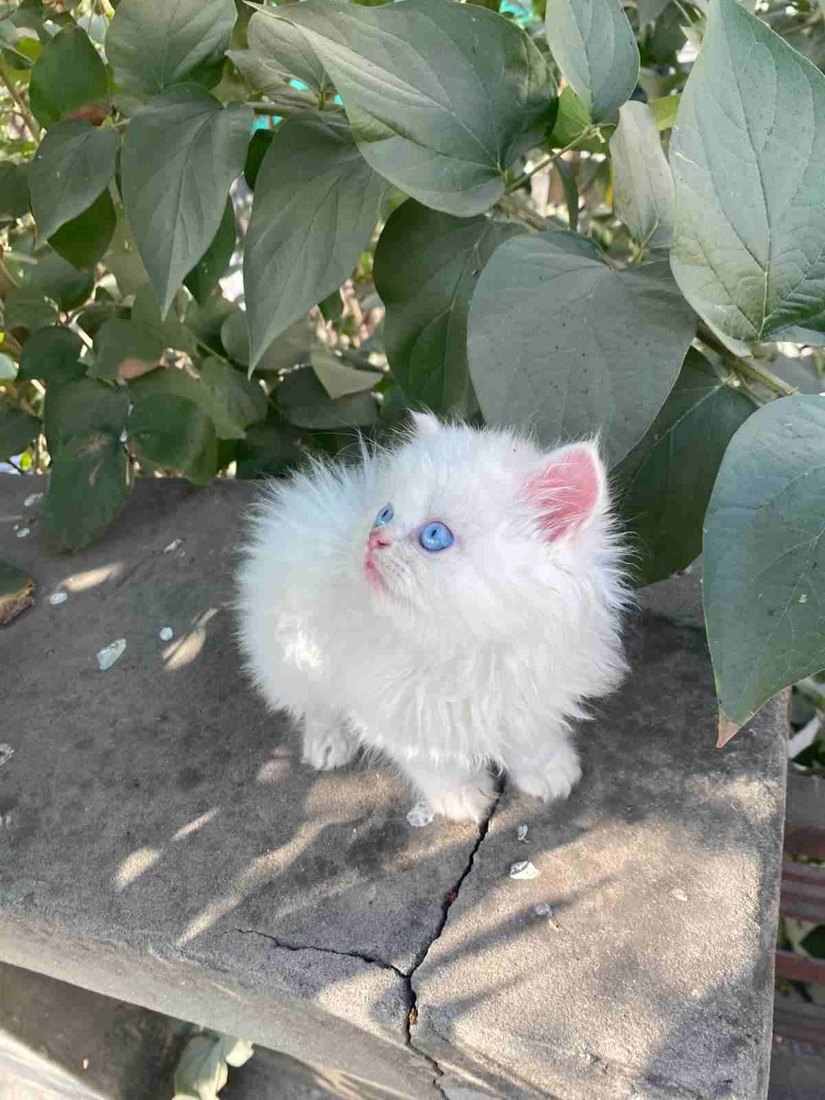 Persian For Sale In Dehradun