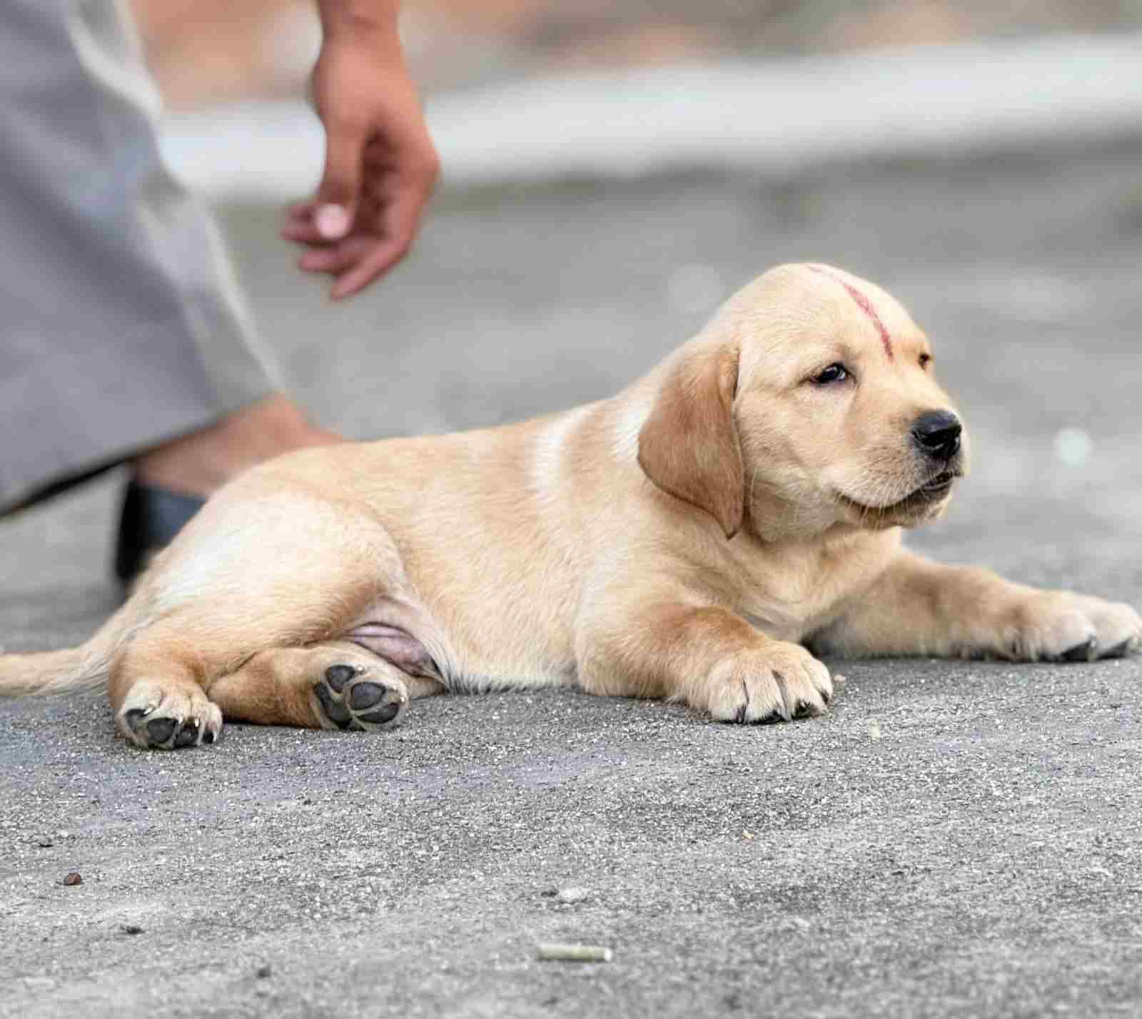 Labrador Retriever For Sale In Jodhpur