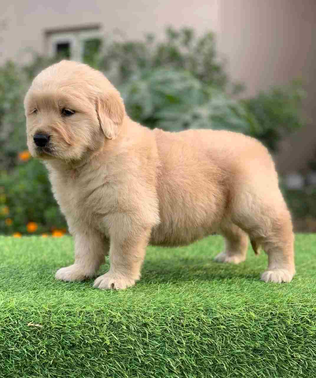 Golden Retriever For Sale In Jodhpur