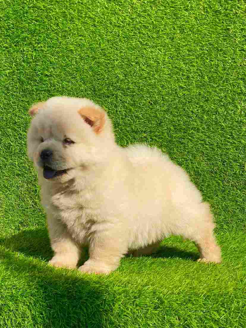 Chow Chow For Sale In Jodhpur