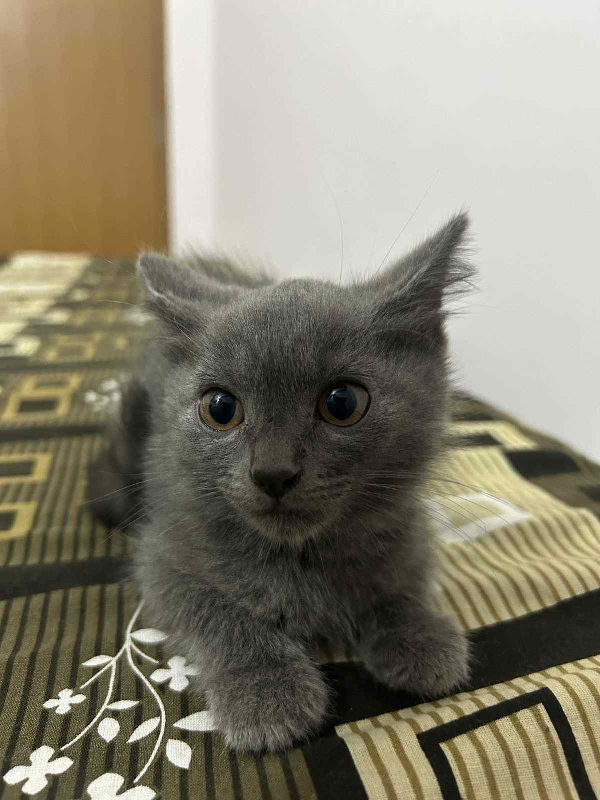 Russian Blue For Sale In Jaipur