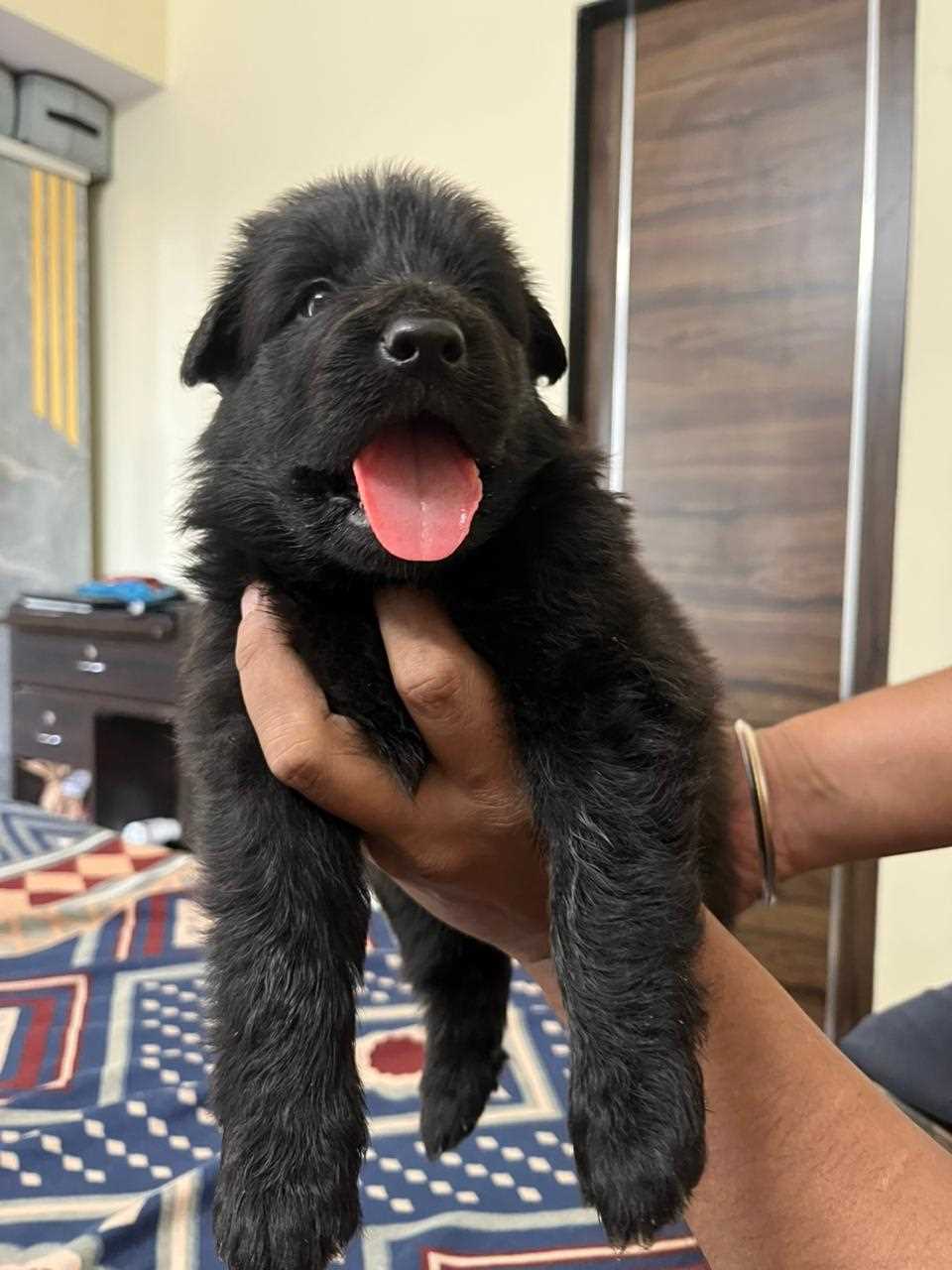Golden Shepherd For Sale In Kota