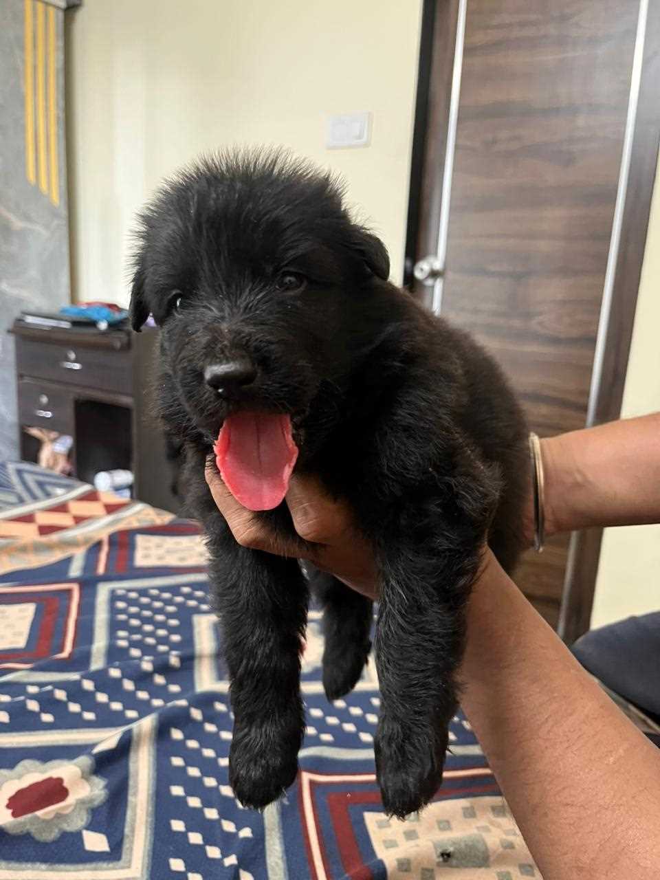 Golden Shepherd For Sale In Kota