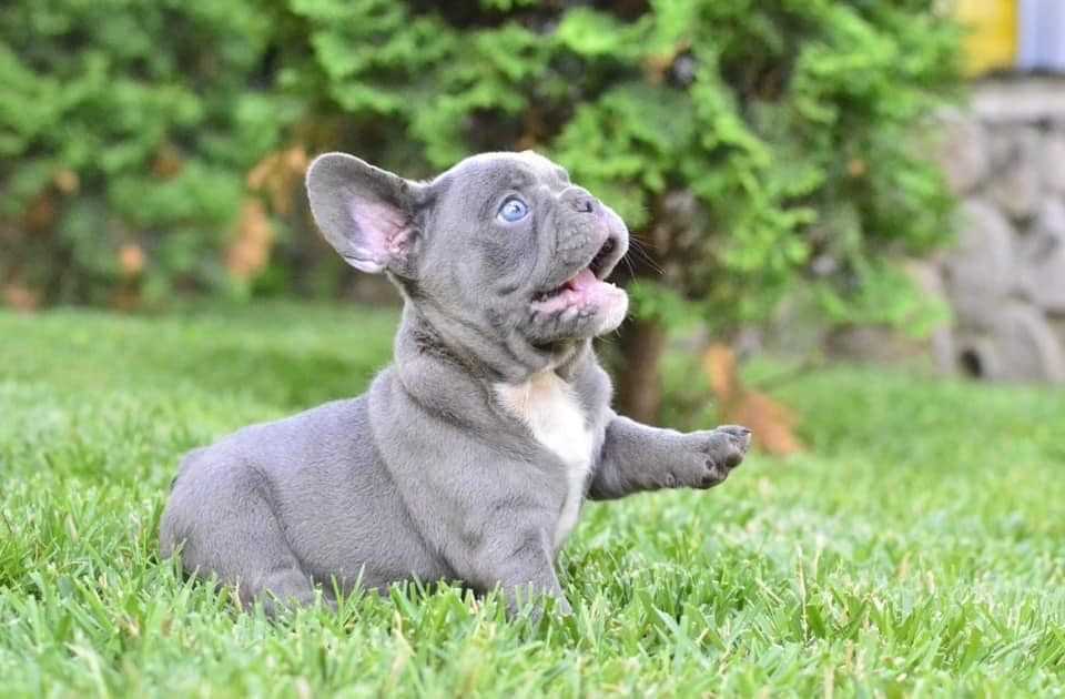 French Bulldog For Sale In Thiruvananthapuram